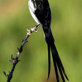 Pin-Tailed Wydah by Karen Larsen
